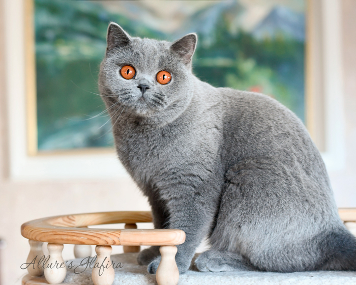 British shorthair blue kitten 