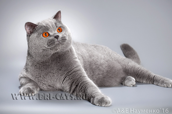 Британский голубой кот питомника Аллюр 