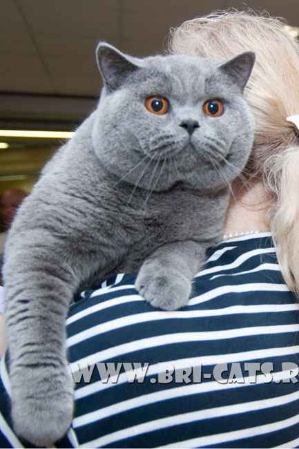 Британский голубой кот питомника Аллюр 