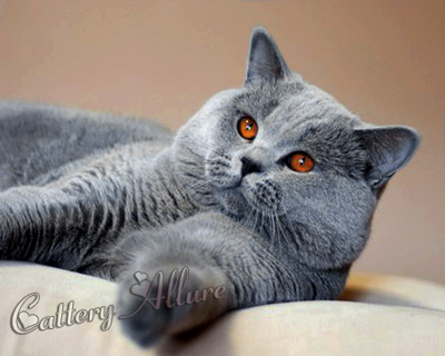 Британский голубой кот Джеймс Бонд 