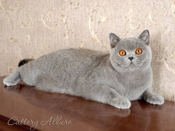 British shorthair blue girl