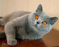 Британская голубая кошка Киля