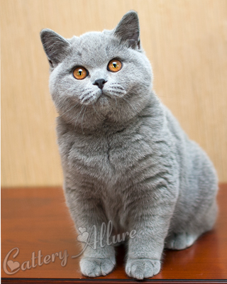 Британская голубая кошка Матрешка
