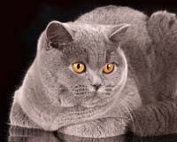 Британская голубая кошка 