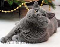  blue british shorthair cat