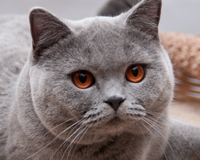 Британский голубой кот Morris 