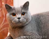  blue british shorthaired cat 
