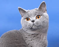 голубая британская  кошка